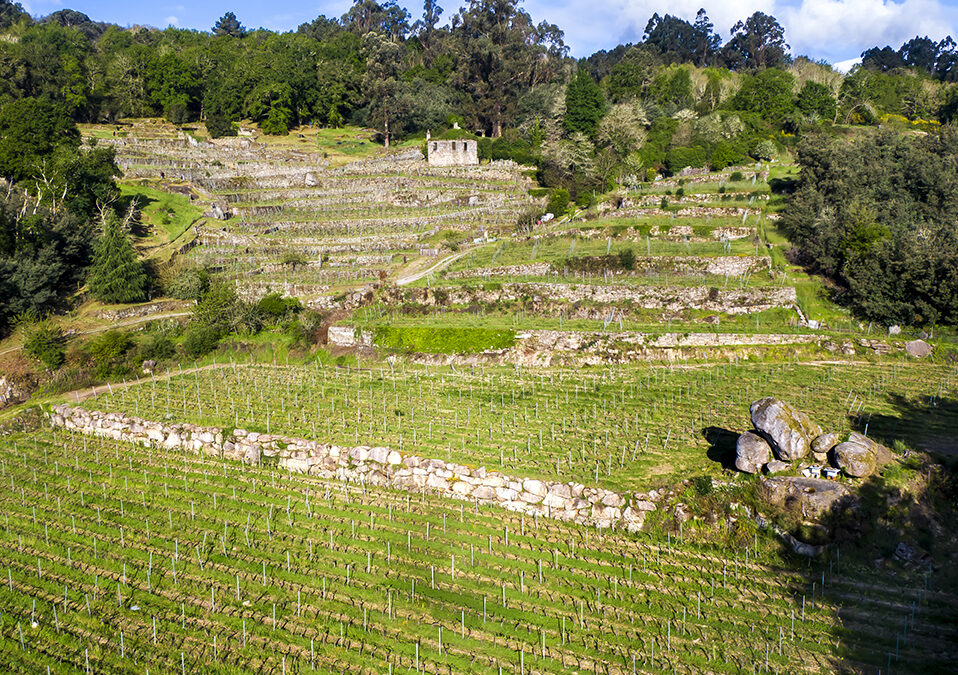 Vertical Emilio Rojo